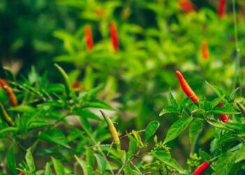 Umur Bibit Cabe Siap Tanam dan Ciri Lainnya