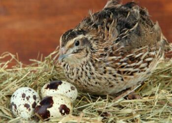 Burung Puyuh Sulit Bertelur Simak Ini Penyebab dan Cara Mengatasinya