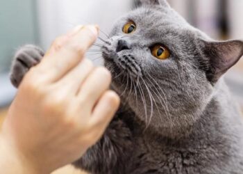 Tanggung Jawab Seorang yang Memelihara Kucing