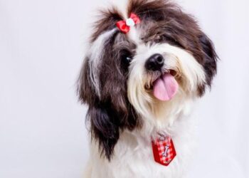 Cara Memandikan Anjing Shih Tzu