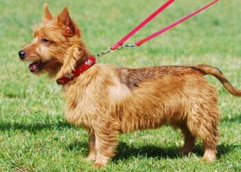 Ciri-Ciri Anjing Terrier Asli dan Karakter