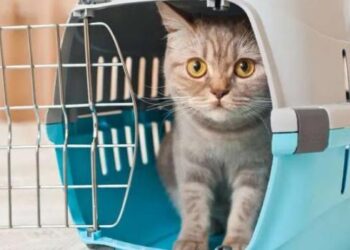 Pengalaman Bawa Kucing Naik Pesawat