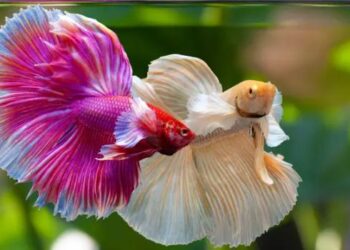 Pengalaman Memelihara Ikan Hias untuk Pemula