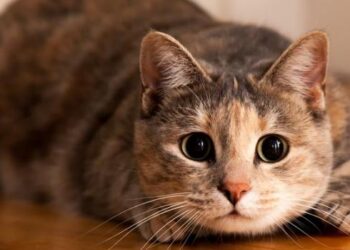 Review Kucing di Pasar Jatinegara