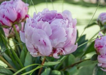 Keindahan dan Makna di Balik Karangan Bunga