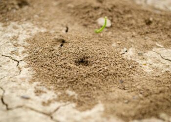 Solusi Bebas Rayap, Lindungi Rumah Anda dari Ancaman Tersembunyi