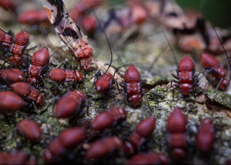 Tips Memilih Jasa Anti Rayap yang Terpercaya dan Berkualitas