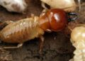 Apa Itu Asam Borat untuk Rayap Ini Penjelasannya